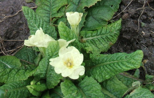 Primula