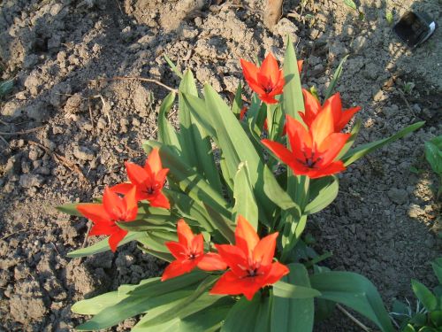 Tulipán