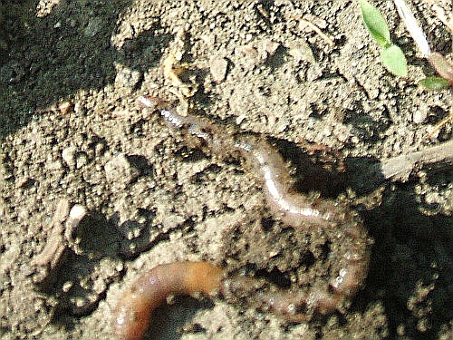 Giliszta