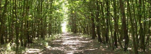 Erdő