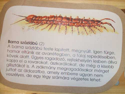 Barna százlábú