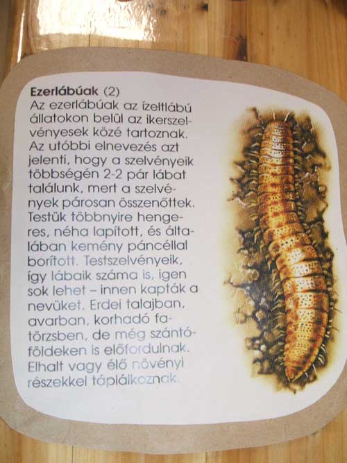 Ezerlábúak