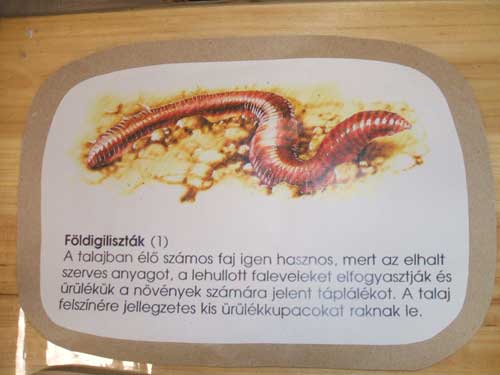 Földigiliszta
