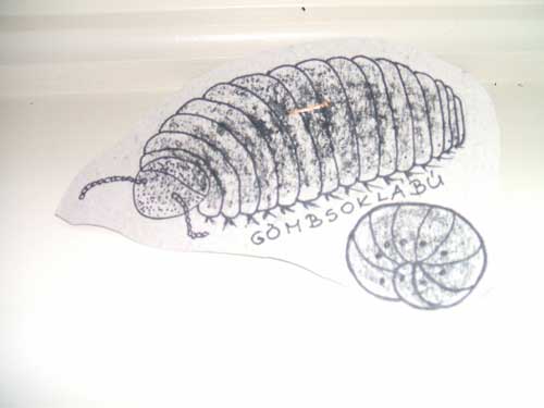Gömbsoklábú