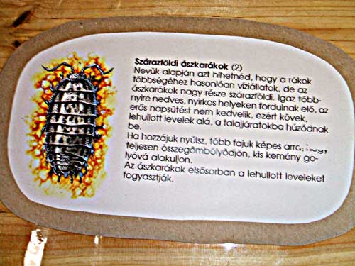 Szárazföldi ászkarákok