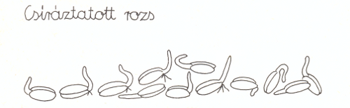 csíráztatott rozs