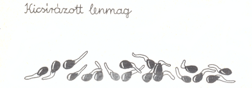 kicsírázott lenmag