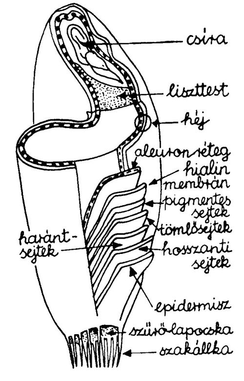 Búzaszem