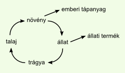 Körforgás