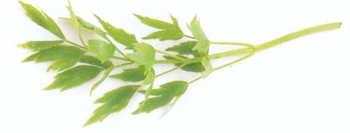 Lestyán