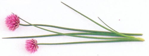 Metélőhagyma