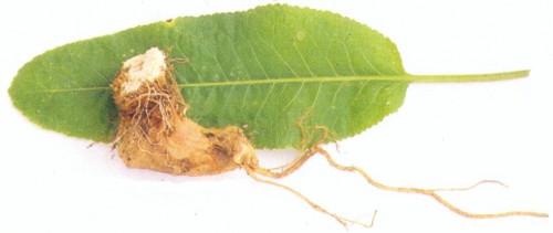 Torma