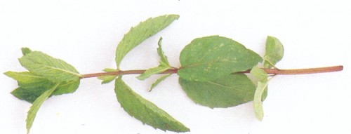 Zöld menta