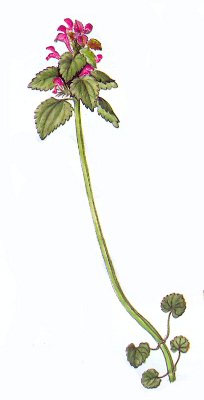 Árvacsalán