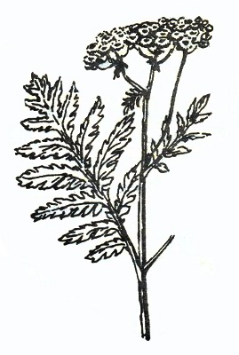 Gilisztaűző varádics