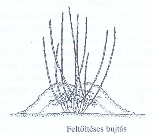Feltöltéses bujtás
