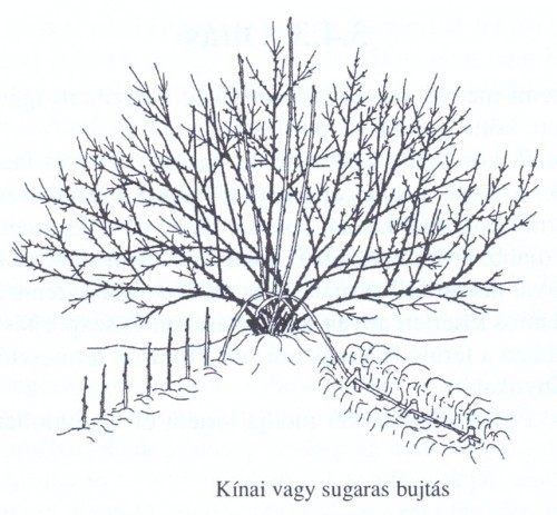 Kínai vagy sugaras bujtás Kínai vagy sugaras bujtás