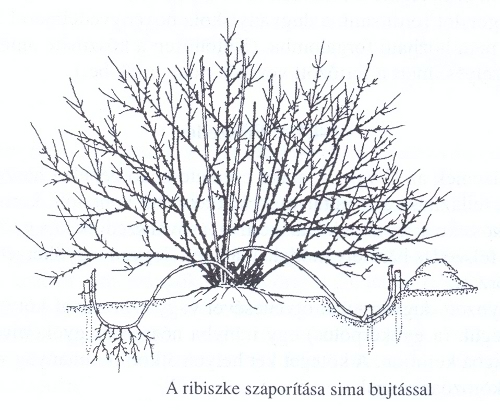 Ribiszke szaporítása sima bujtással Ribiszke szaporítása sima bujtással