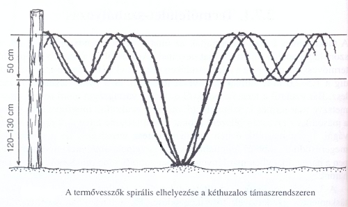 Termővesszők spirális elhelyezése a kéthuzalos támaszrendszeren Termővesszők spirális elhelyezése a kéthuzalos támaszrendszeren