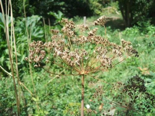 DSCF1742