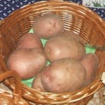 Burgonya
