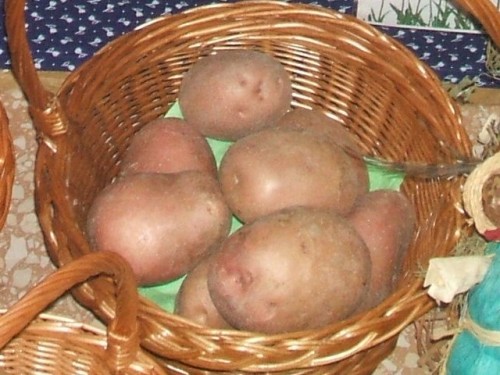 Burgonya