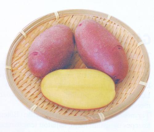 Démon Démon