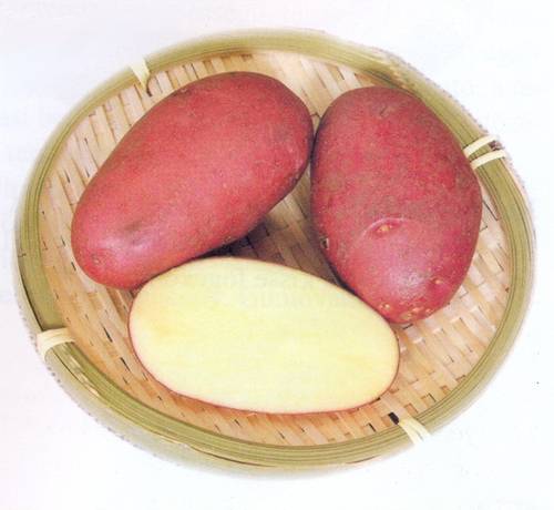 Rioja (százszorszép) Rioja (százszorszép)