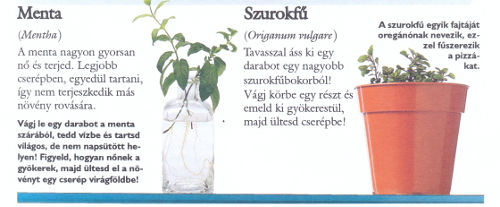 Menta és szurokfű