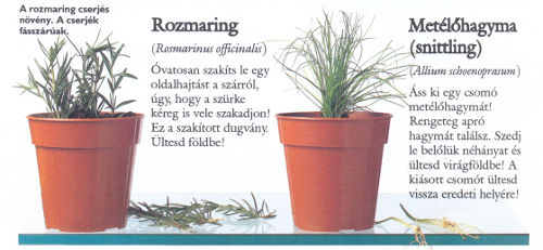 Rozmaring és metélőhagyma